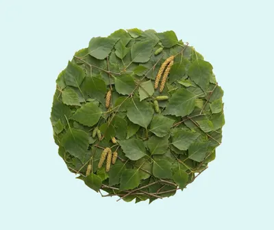 Bjørkeblad